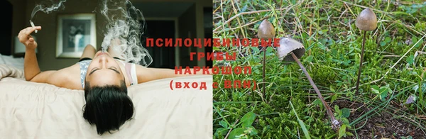 шишки Алексин