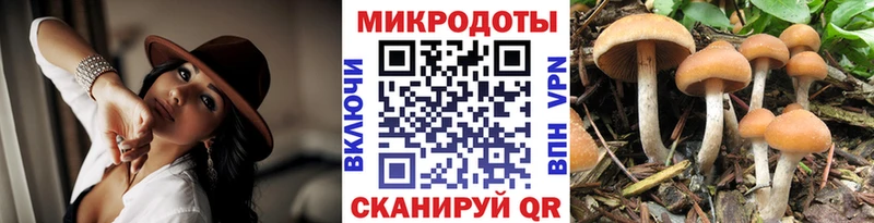 Псилоцибиновые грибы Psilocybe  Амурск 